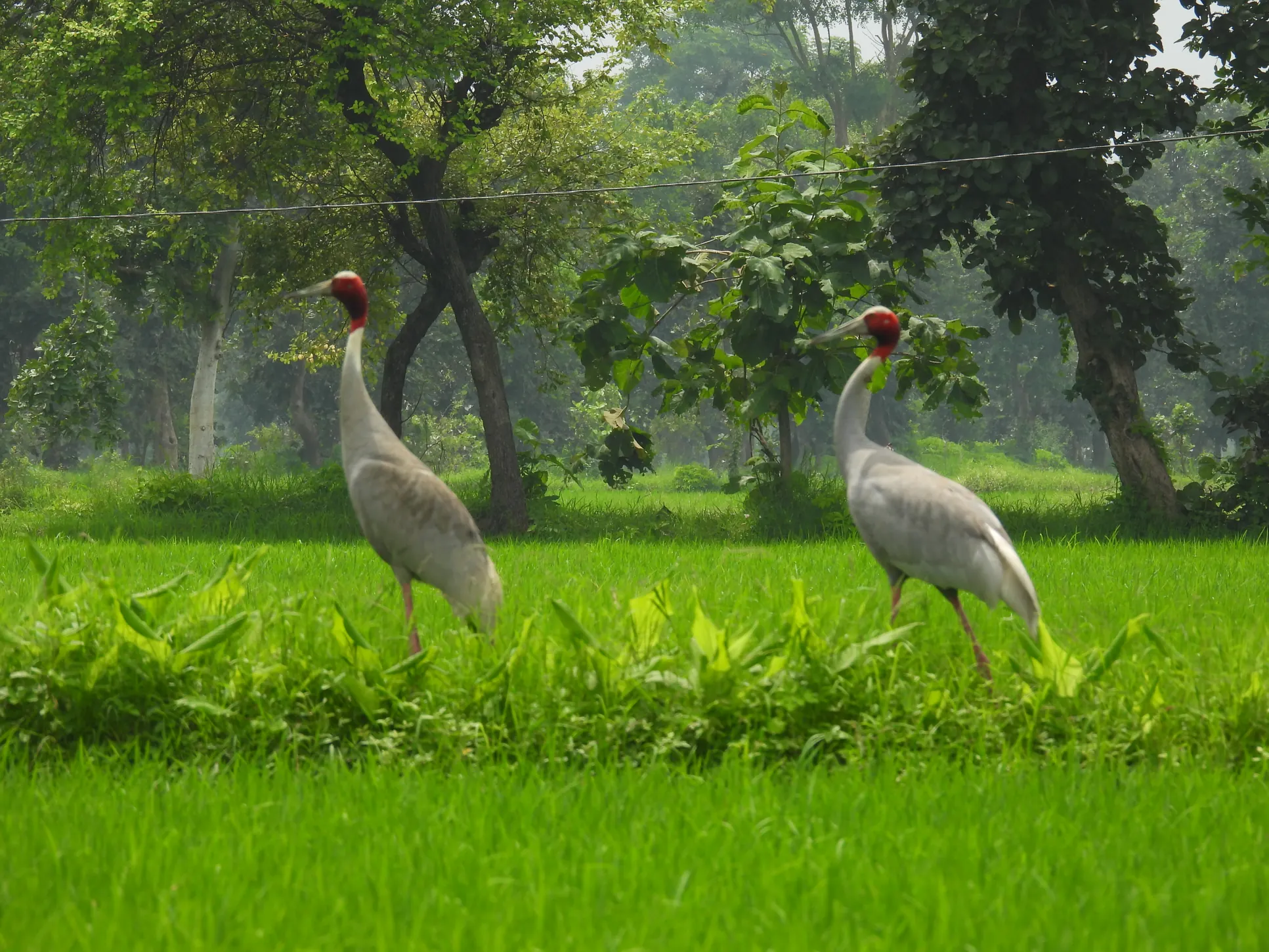 Two Sarus Cranes in a green agricultural landscape