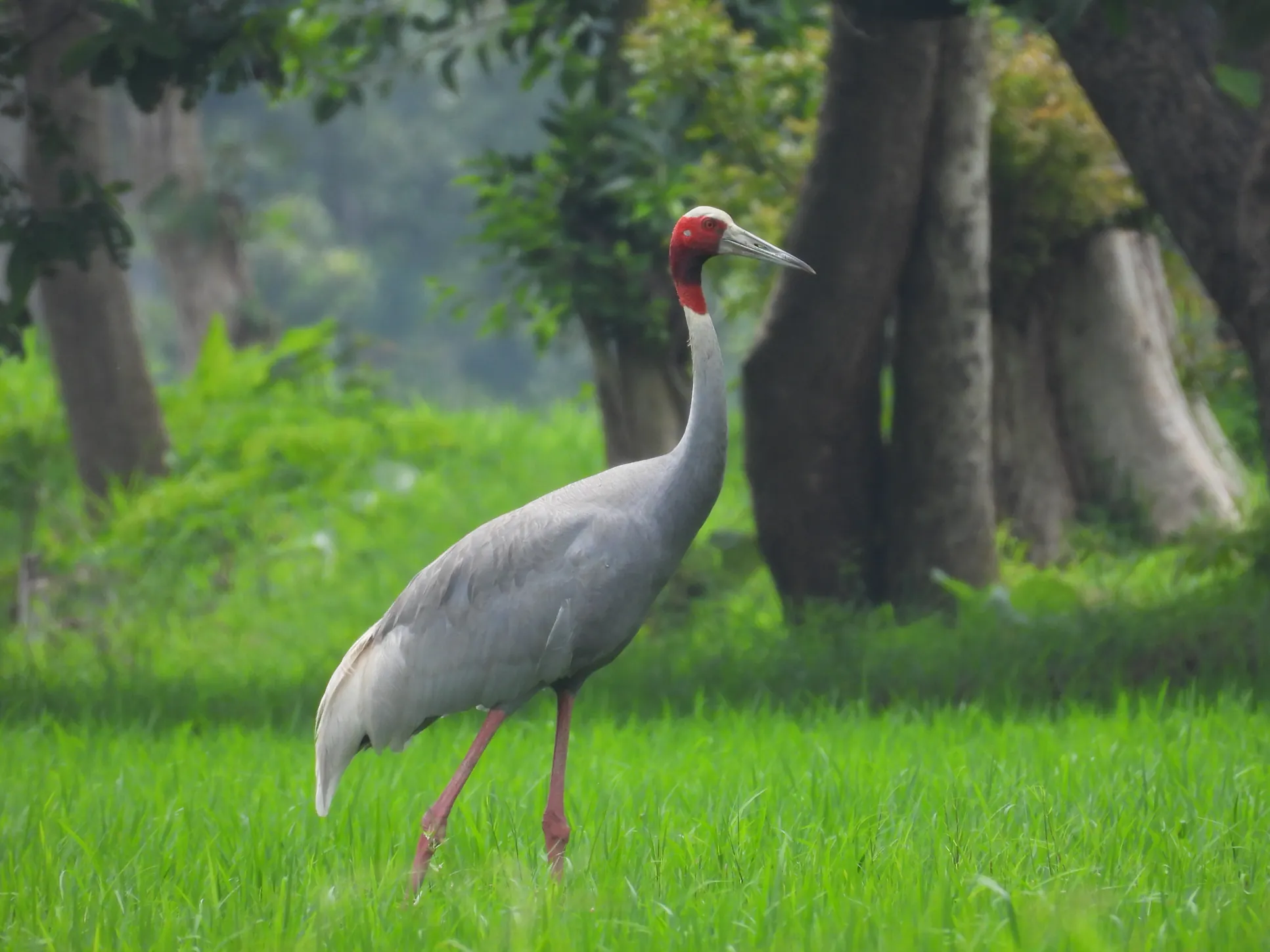 Single Sarus Crane standing in green vegetation