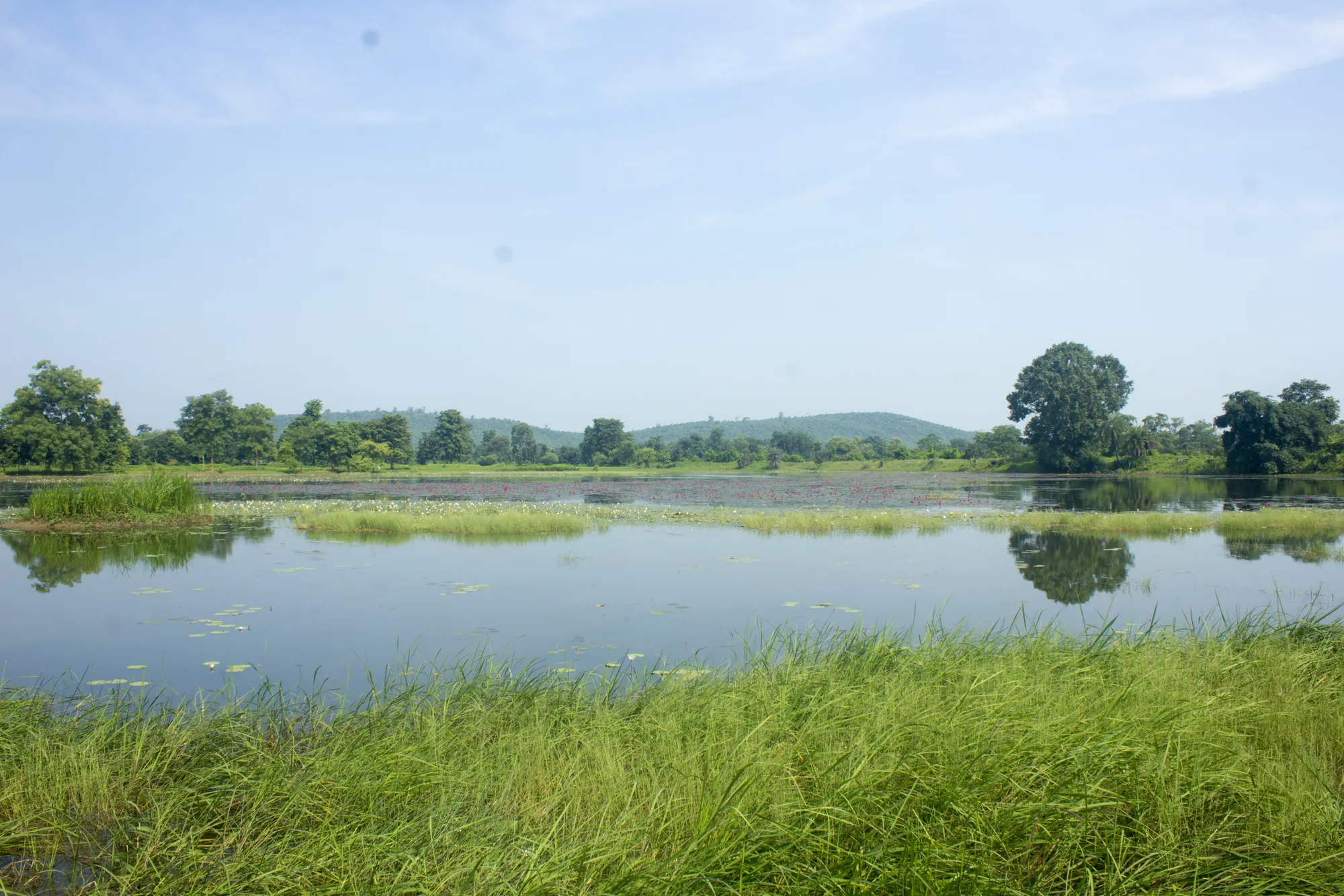 Freshwater wetland with grassy margins and trees