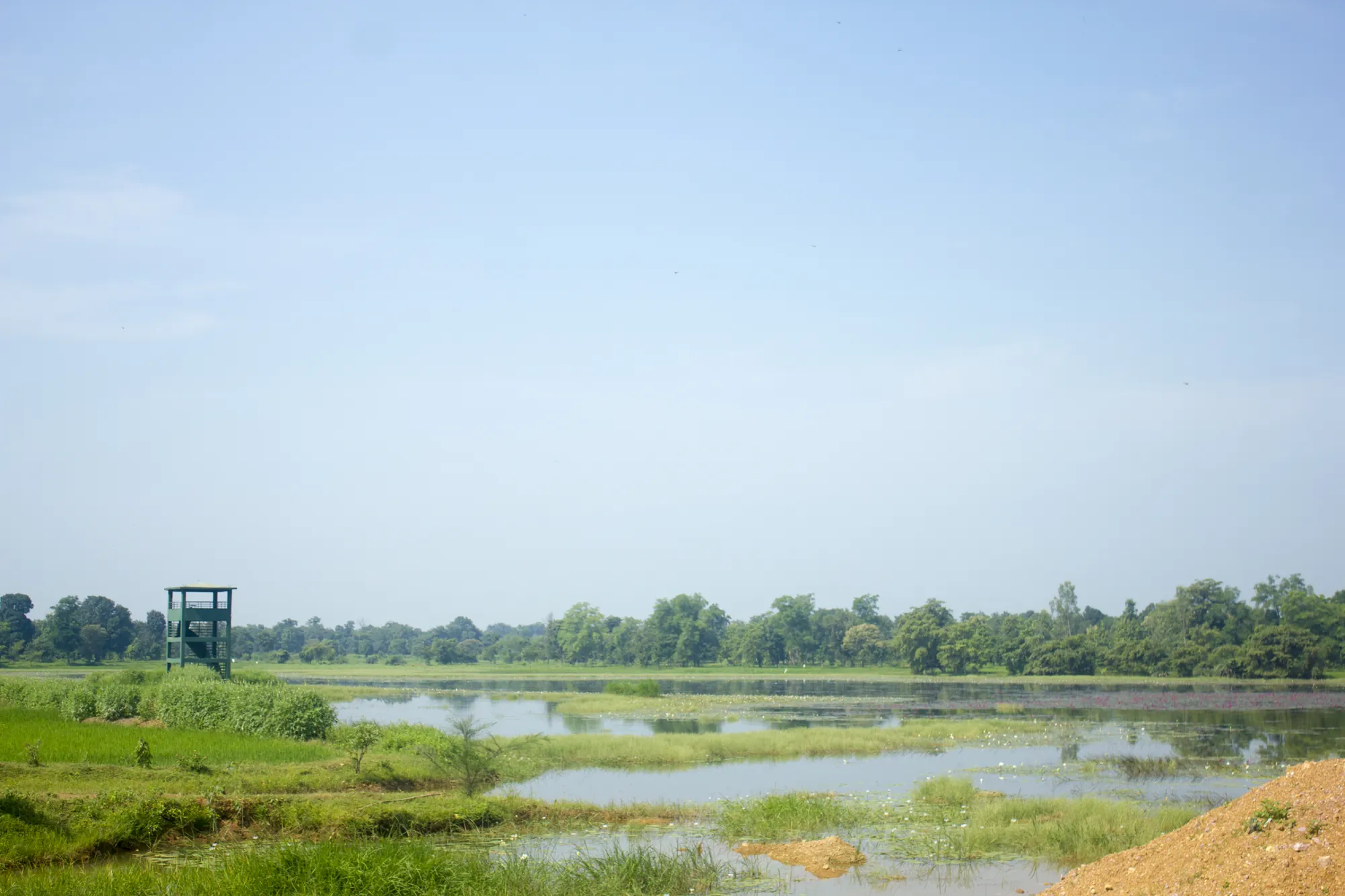 Shallow wetland with aquatic vegetation
